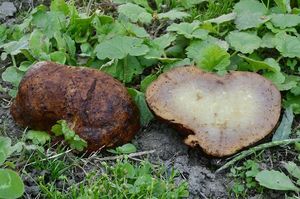 Bělolanýž obecný - Choiromyces venosus (Fr.) Th. Fr. 1909