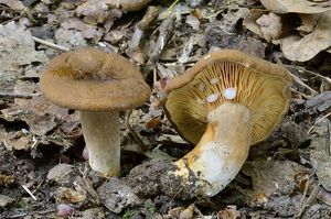 Ryzec ploštičný - Lactarius subumbonatus Lindgr.