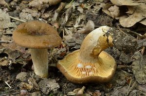 Ryzec ploštičný - Lactarius subumbonatus Lindgr.