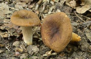 Ryzec ploštičný - Lactarius subumbonatus Lindgr.