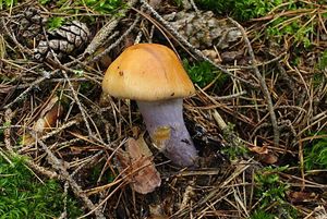 Klikni pro velký obrázek