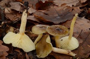 Klikni pro velký obrázek