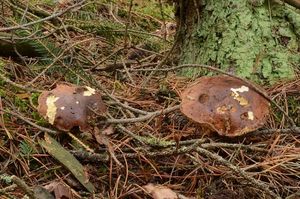 Klikni pro velký obrázek