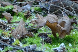 Mecháček lopatkovitý - Arrhenia spathulata  (Fr.) Redhead 1984