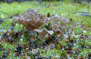 Mecháček lopatkovitý - Arrhenia spathulata  (Fr.) Redhead 1984