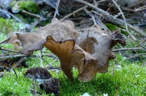 Mecháček lopatkovitý - Arrhenia spathulata  (Fr.) Redhead 1984