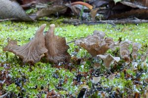 Mecháček lopatkovitý - Arrhenia spathulata  (Fr.) Redhead 1984