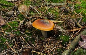 Pavučinec slizký - Cortinarius (Myxacium) mucosus (Bull.) Kickx