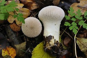 Pýchavka obecná - Lycoperdon perlatum Pers. 1796