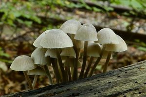 Helmovka Oortova - Mycena arcangeliana Bres. 1904