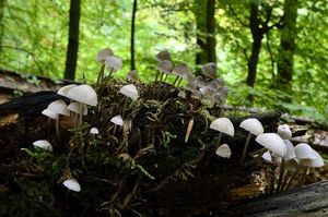 Helmovka Oortova - Mycena arcangeliana Bres. 1904