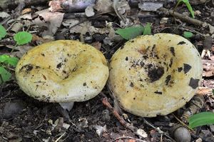 Ryzec pásovaný - Lactarius zonarius (Bull.) Fr.