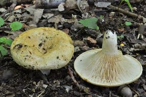 Ryzec pásovaný - Lactarius zonarius (Bull.) Fr.