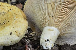 Ryzec pásovaný - Lactarius zonarius (Bull.) Fr.