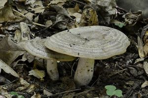 Ryzec kroužkatý - Lactarius circellatus Fr.
