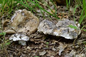 Holubinka černobílá - Russula albonigra (Krombh.) Fr.