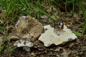 Holubinka černobílá - Russula albonigra (Krombh.) Fr.