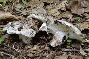 Holubinka černobílá - Russula albonigra (Krombh.) Fr.