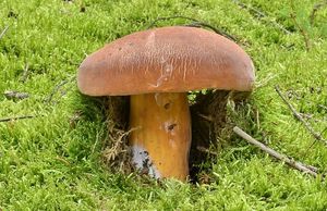 Ryzec syrovinka - Lactarius volemus (Fr.) Fr. 1838