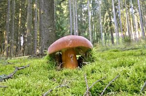 Ryzec syrovinka - Lactarius volemus (Fr.) Fr. 1838