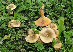 Ryzec smrkový - Lactarius deterrimus Gröger 1968
