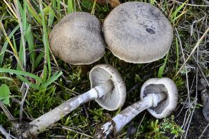 Čirůvka kroužkatá - Tricholoma cingulatum(Almfelt) Jacobasch