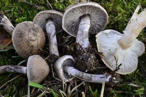 Čirůvka kroužkatá - Tricholoma cingulatum(Almfelt) Jacobasch