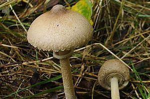 Bedla útlá - Macrolepiota mastoidea (Fr.) Singer 1951