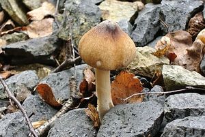 Bedla útlá - Macrolepiota mastoidea (Fr.) Singer 1951