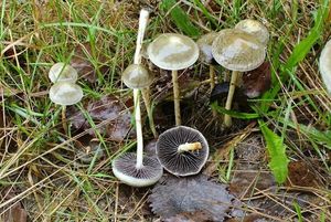 Límcovka polokulovitá - Protostropharia semiglobata (Batsch) Redhead, Monclavo et Vilgalys