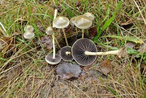 Límcovka polokulovitá - Protostropharia semiglobata (Batsch) Redhead, Monclavo et Vilgalys