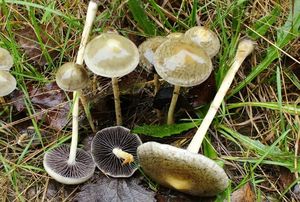 Límcovka polokulovitá - Protostropharia semiglobata (Batsch) Redhead, Monclavo et Vilgalys