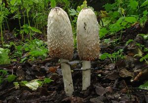 Hnojník obecný - Coprinus comatus (O.F. Müll.) Pers. 1797