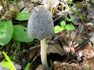 Hnojník zaječí - Coprinus lagopus (Fr.) Redhead, Vilgalys & Mo