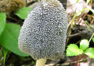 Hnojník zaječí - Coprinus lagopus (Fr.) Redhead, Vilgalys & Mo