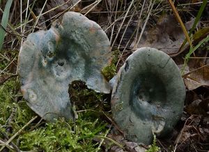 Ryzec polokrvomléčný - Lactarius semisanguifluus R. Heim & Leclair