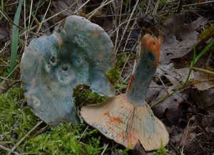 Ryzec polokrvomléčný - Lactarius semisanguifluus R. Heim & Leclair