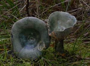 Ryzec polokrvomléčný - Lactarius semisanguifluus