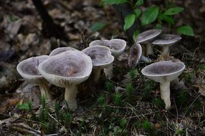 Ryzec severský - Lactarius trivialis (Fr.) Fr. 1838