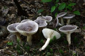 Ryzec severský - Lactarius trivialis (Fr.) Fr. 1838