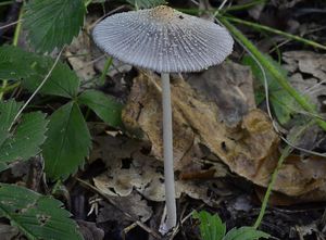 Hnojník žlutochlupý - Coprinellus xanthothrix (Romagn.) Vilgalys, H