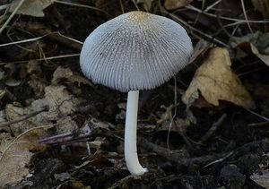 Hnojník žlutochlupý - Coprinellus xanthothrix (Romagn.) Vilgalys, H