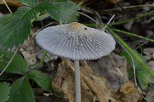 Hnojník žlutochlupý - Coprinellus xanthothrix (Romagn.) Vilgalys, H