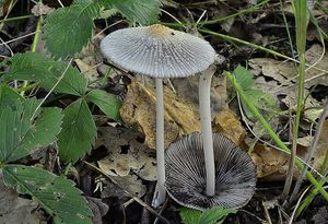 Hnojník žlutochlupý - Coprinellus xanthothrix (Romagn.) Vilgalys, H