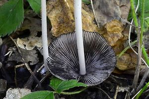 Hnojník žlutochlupý - Coprinellus xanthothrix (Romagn.) Vilgalys, H