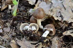 Křehutka hnědošedá f. jarní - Psathyrella spadiceogrisea f. vernalis