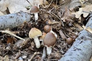 Křehutka hnědošedá f. jarní - Psathyrella spadiceogrisea f. vernalis