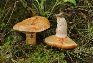 Ryzec lososový - Lactarius salmonicolor R. Heim & Leclair