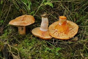 Ryzec lososový - Lactarius salmonicolor R. Heim & Leclair