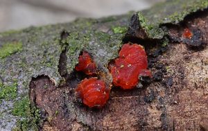 Klikni pro velký obrázek